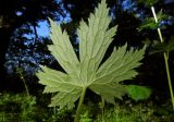 Aconitum orientale. Лист (нижняя сторона). Республика Адыгея, Майкопский р-н, ок. 2,5 км северо-восточнее ст. Даховская, хребет Скалистый (Уна-Коз), у скалы Чёртов Палец, опушка лиственного леса, выс. ок. 1000 м н.у.м. 02.07.2017.