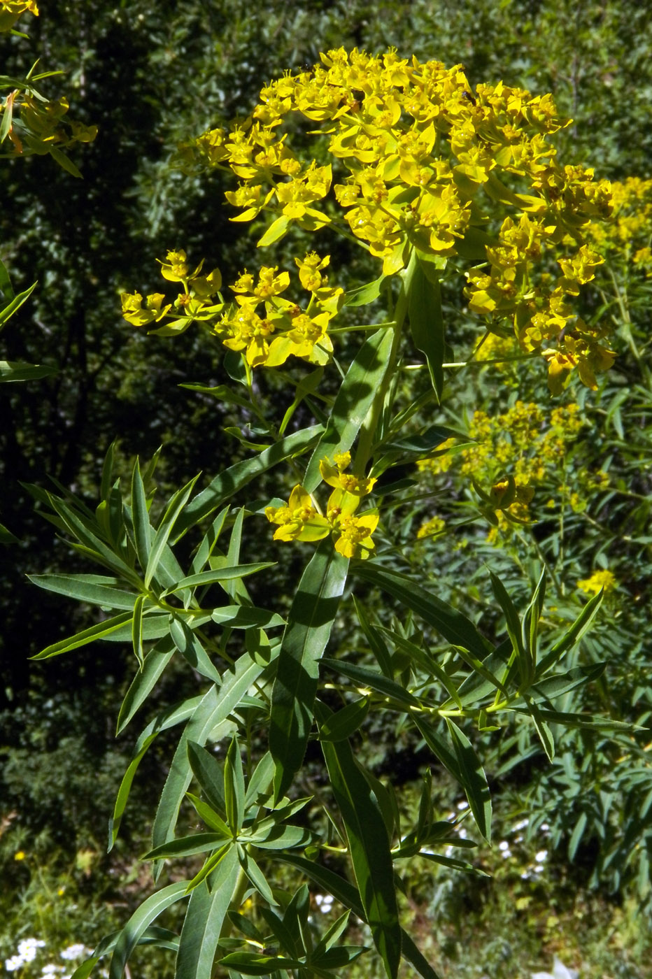 Image of Euphorbia lamprocarpa specimen.