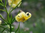 Lilium kesselringianum. Часть побега с цветком. Адыгея, Фишт-Оштеновский массив, перевал Гузерипльский, ≈ 1900 м н.у.м., субальпийский луг. 04.07.2017.