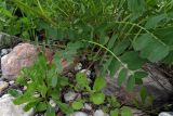 Hedysarum caucasicum