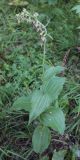 Epipactis helleborine