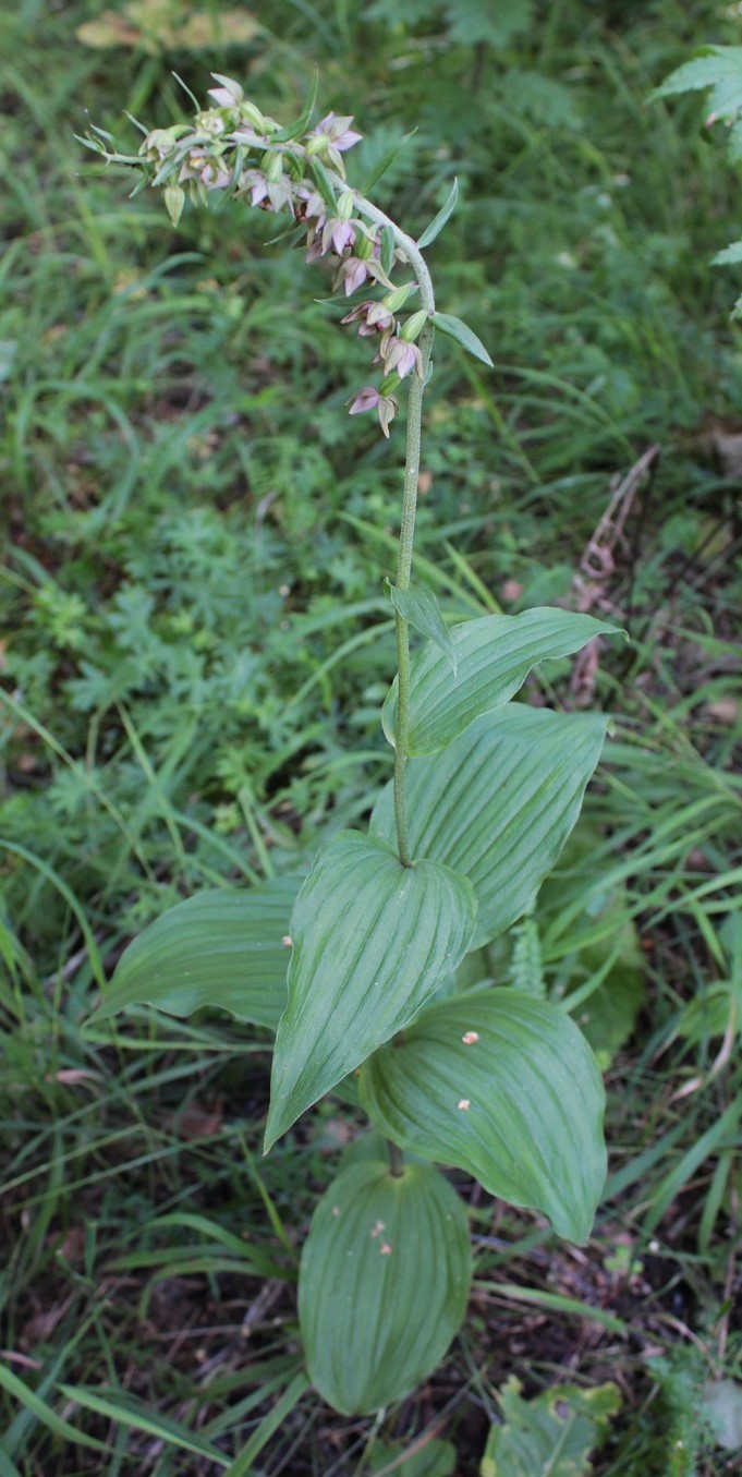 Изображение особи Epipactis helleborine.