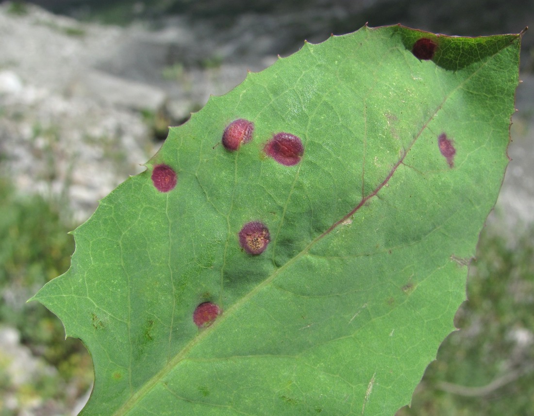 Image of Cicerbita racemosa specimen.