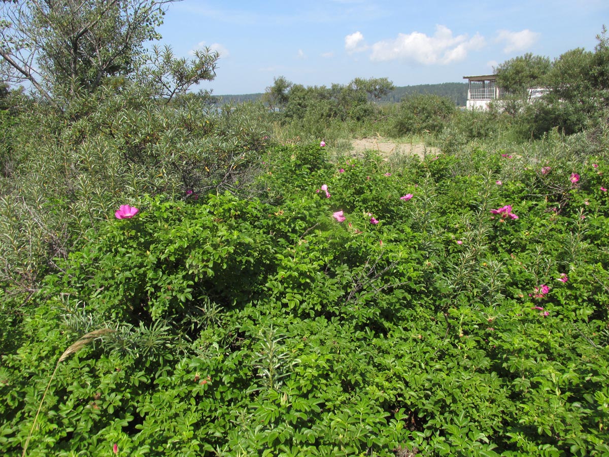 Image of Rosa rugosa specimen.