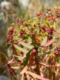 Euphorbia dendroides