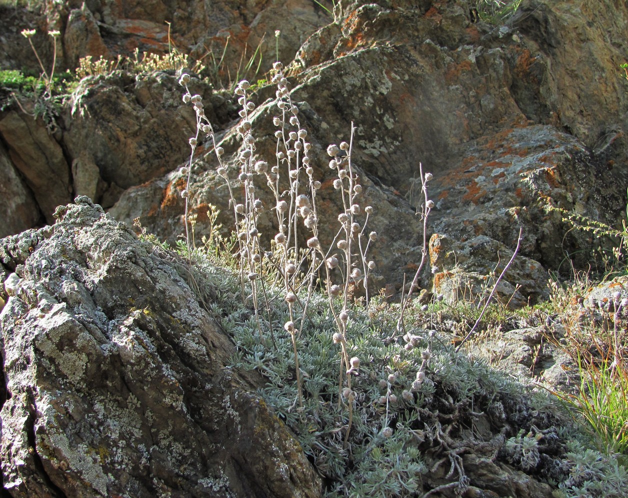 Image of Artemisia splendens specimen.