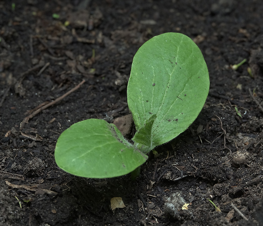 Изображение особи род Cucurbita.