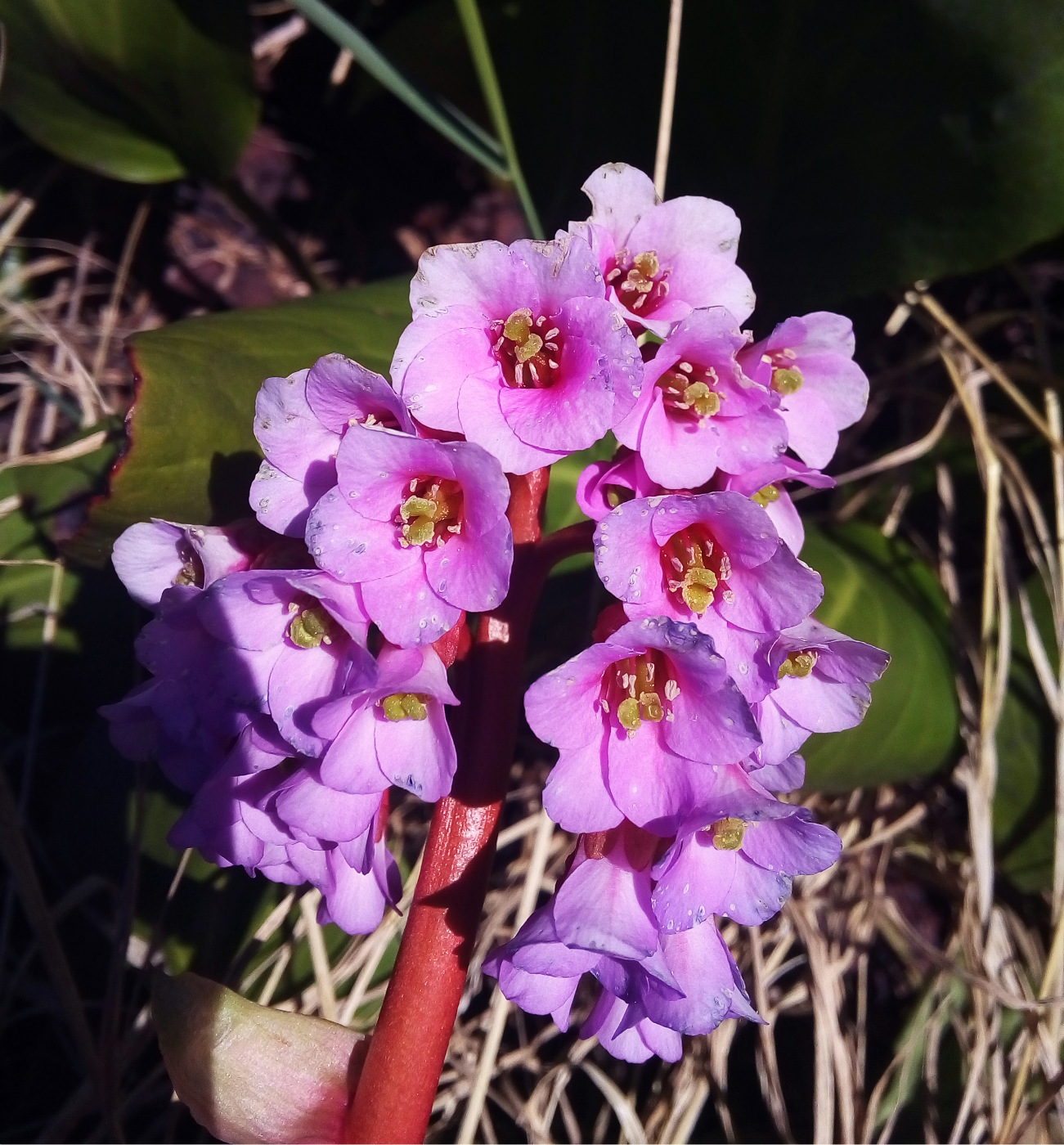 Image of Bergenia crassifolia specimen.