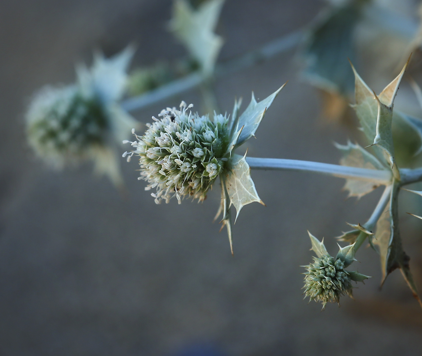 Изображение особи Eryngium maritimum.