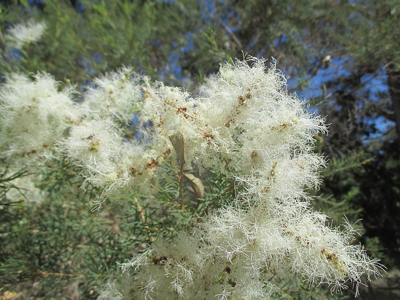 Image of Melaleuca alternifolia specimen.