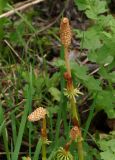 Equisetum sylvaticum