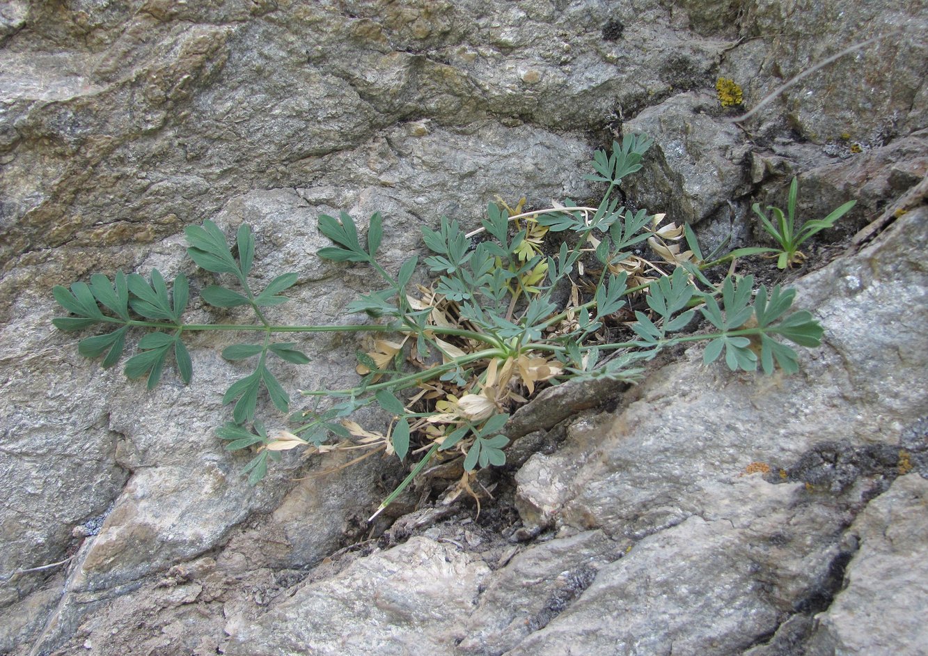 Image of Seseli petraeum specimen.