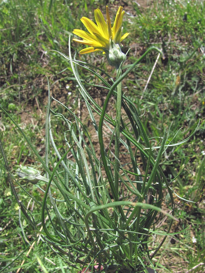 Image of Scorzonera cana specimen.