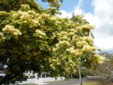 Albizia lebbeck. Ветвь с соцветиями. Австралия, г. Брисбен, парк. 05.11.2017.