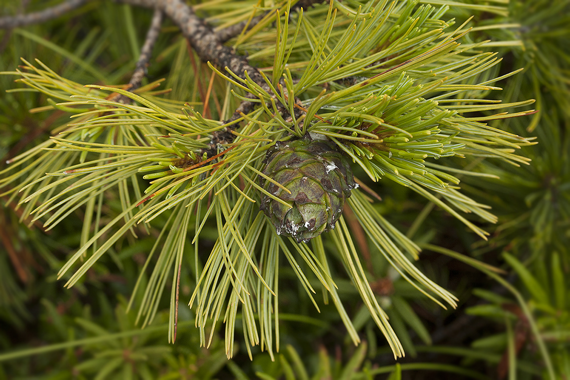 Изображение особи Pinus pumila.