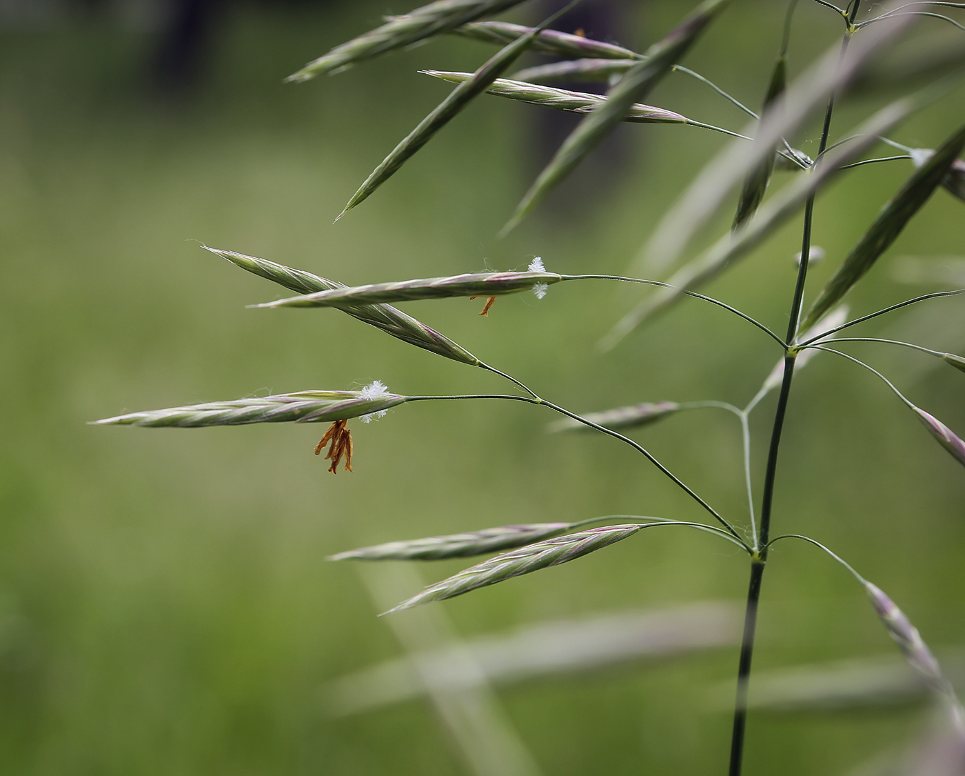 Изображение особи Bromopsis inermis.