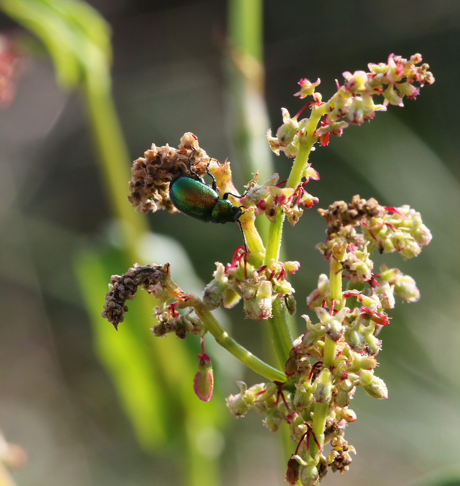 Изображение особи род Rumex.