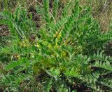 Astragalus pubiflorus