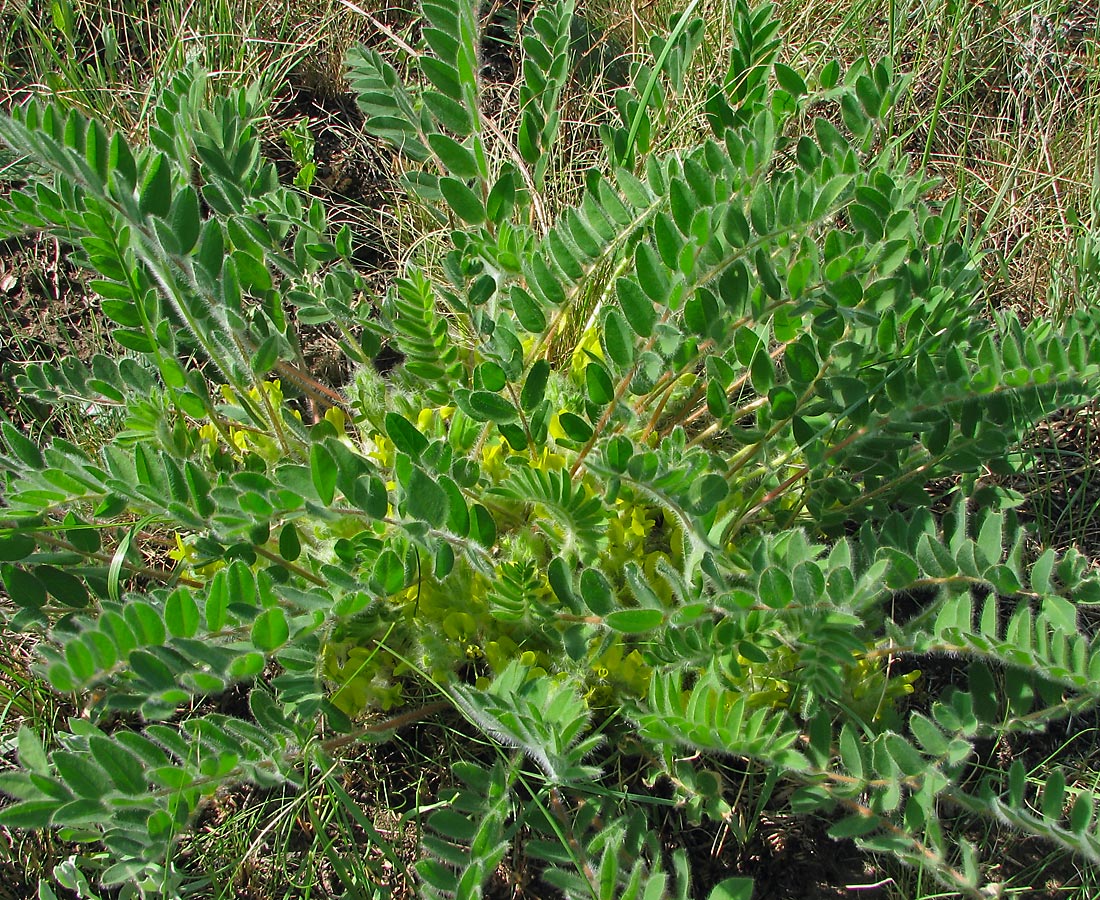 Image of Astragalus pubiflorus specimen.