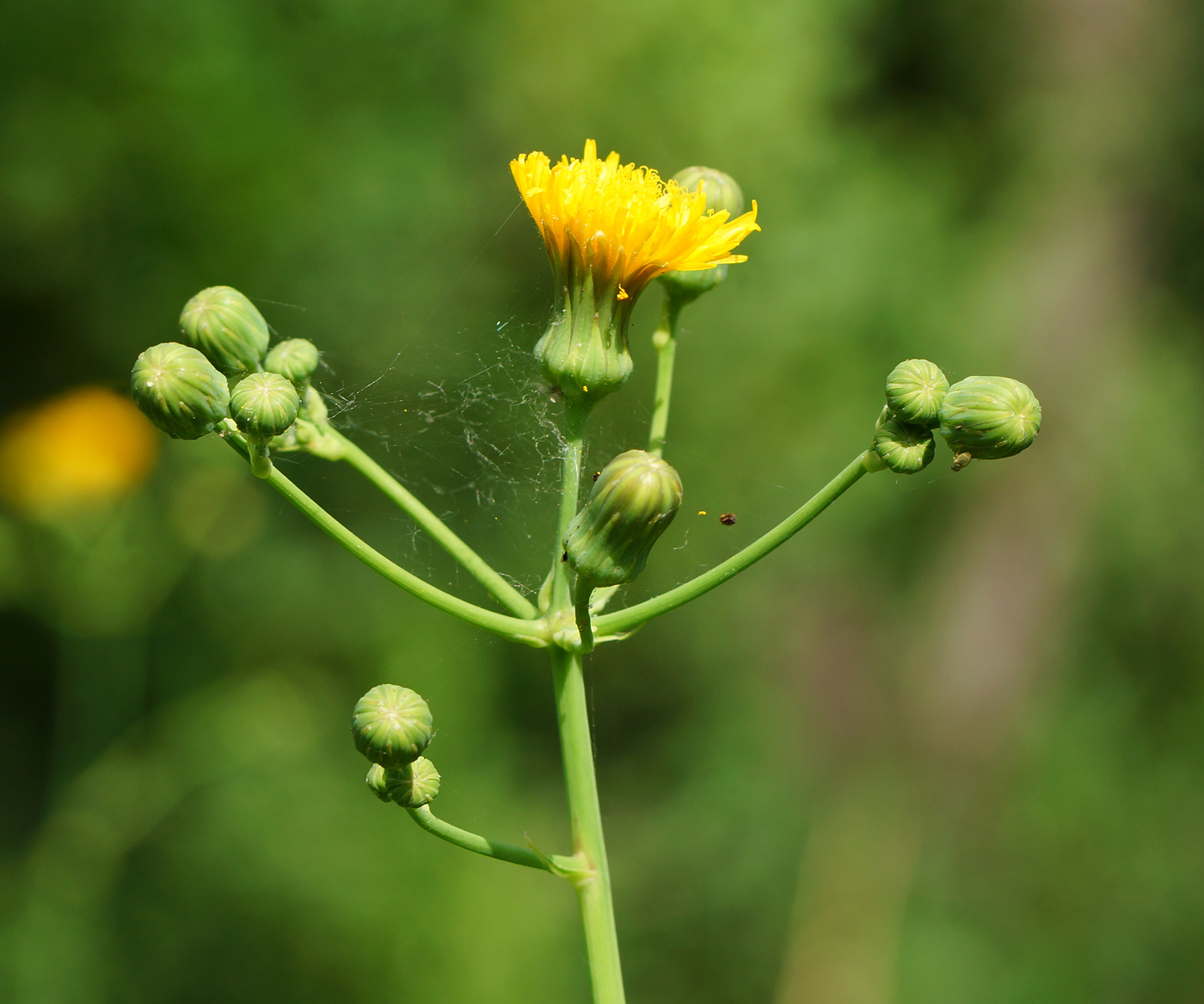 Image of Sonchus arvensis ssp. uliginosus specimen.