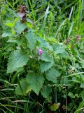Lamium maculatum