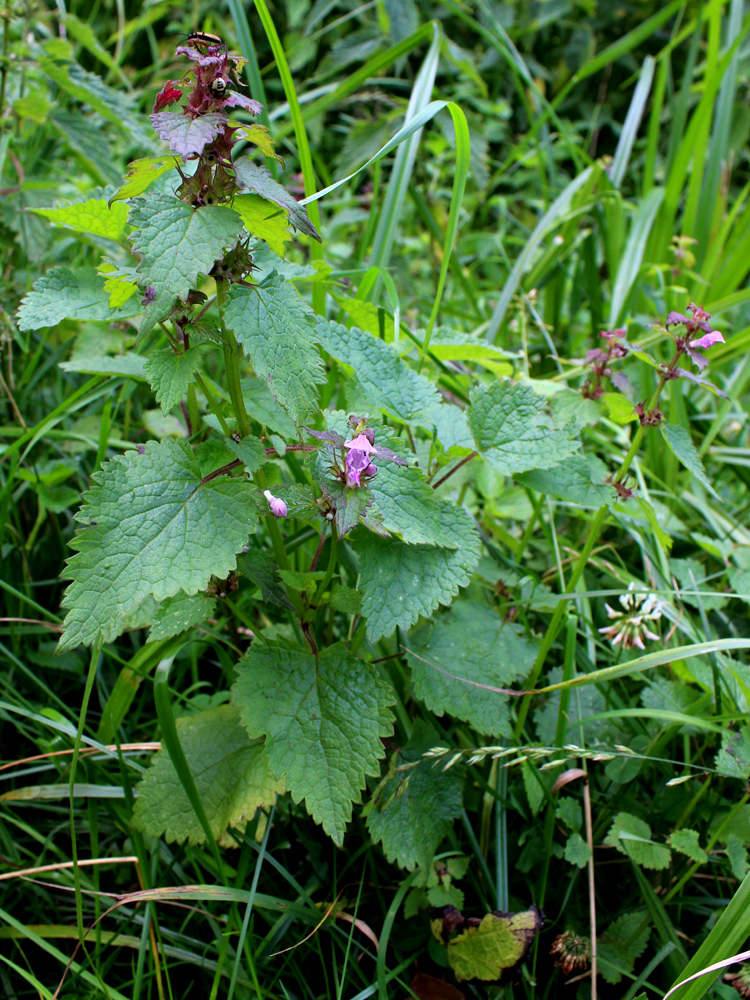 Изображение особи Lamium maculatum.