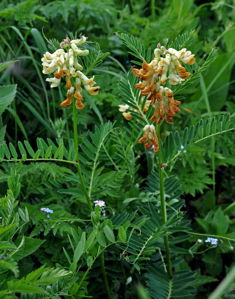 Image of Vicia balansae specimen.