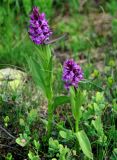 Dactylorhiza euxina. Цветущие растения. Абхазия, Рицинский реликтовый национальный парк, гора Ацытаку, ≈ 2300 м н.у.м.. субальпийский луг на берегу ледникового озера. 11.07.2017.