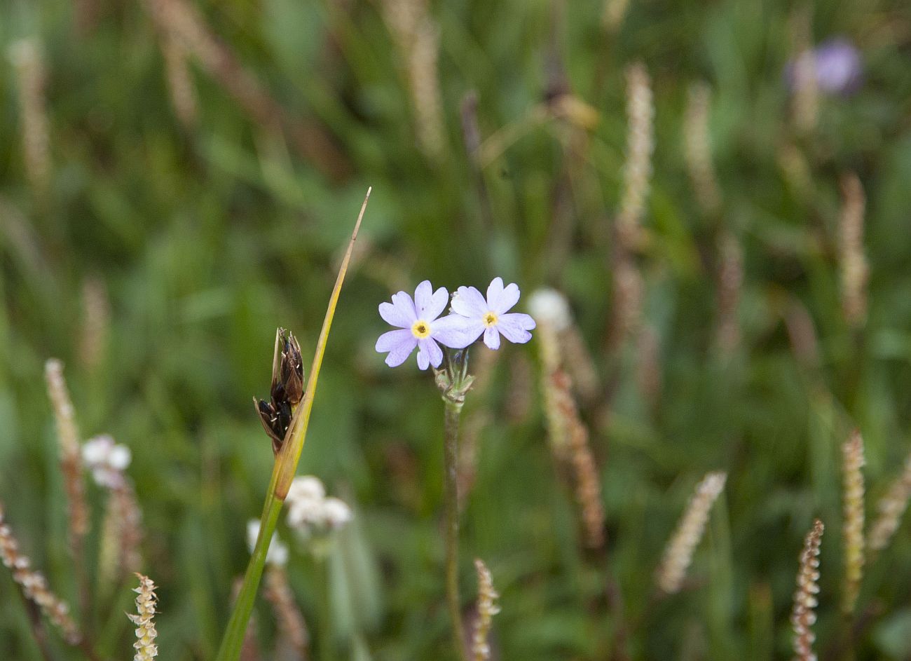 Image of genus Primula specimen.