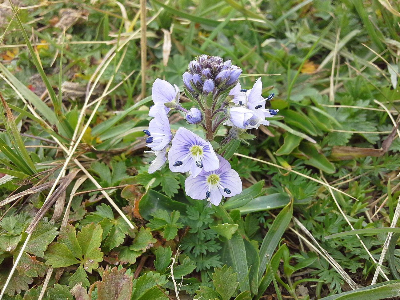 Image of Veronica gentianoides specimen.