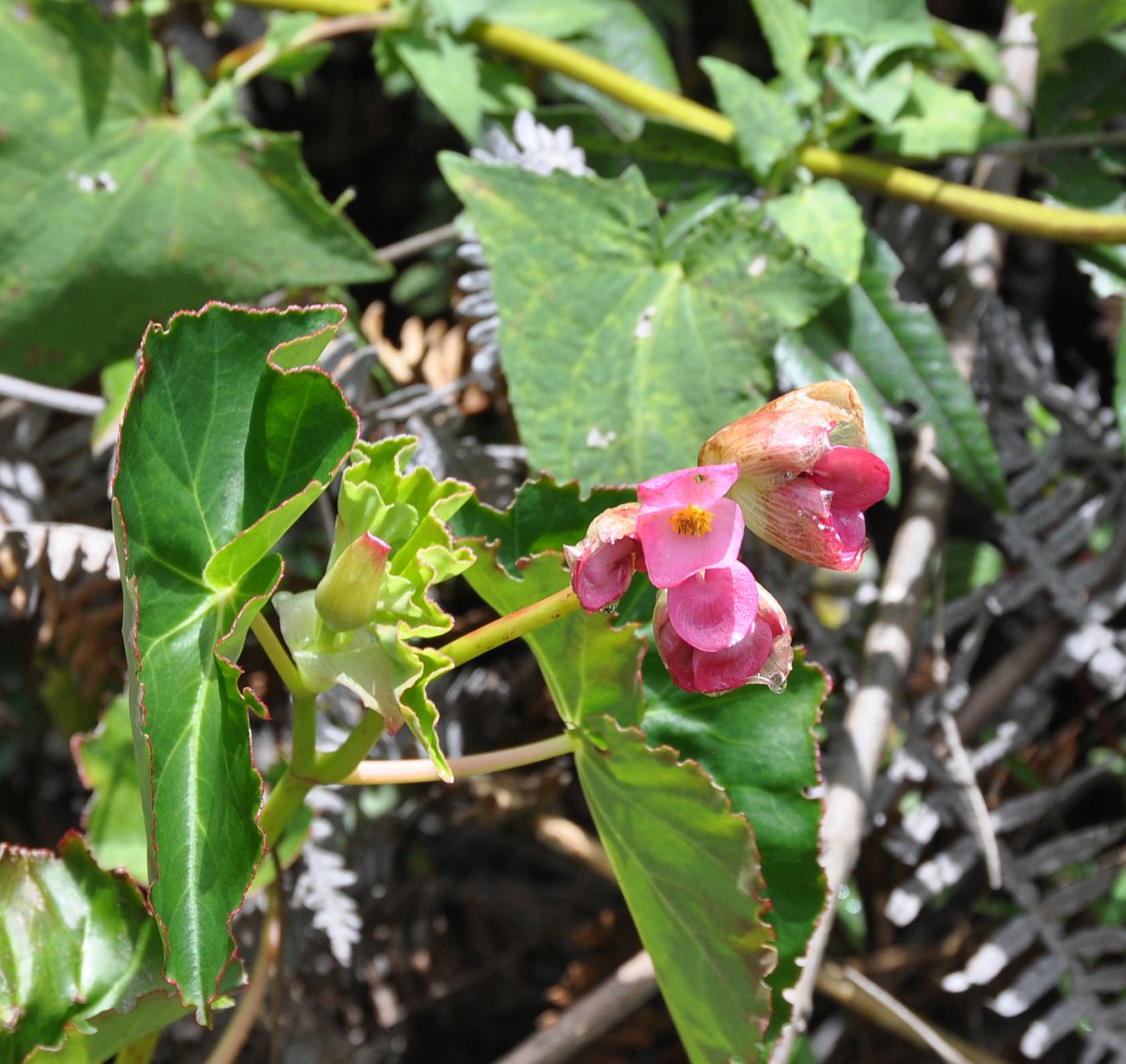 Изображение особи Begonia bracteosa.