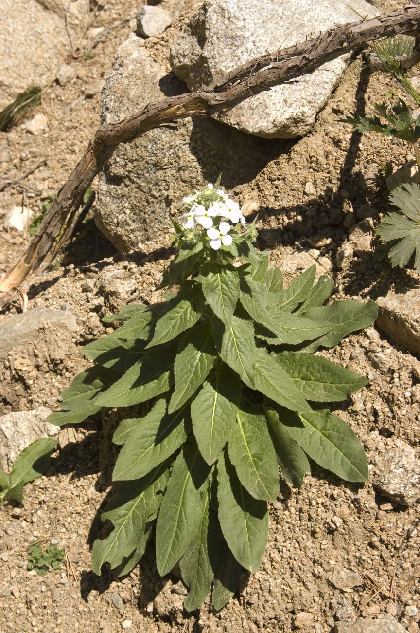 Image of Hesperis voronovii specimen.