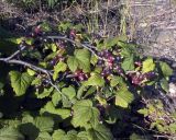 Ribes nigrum