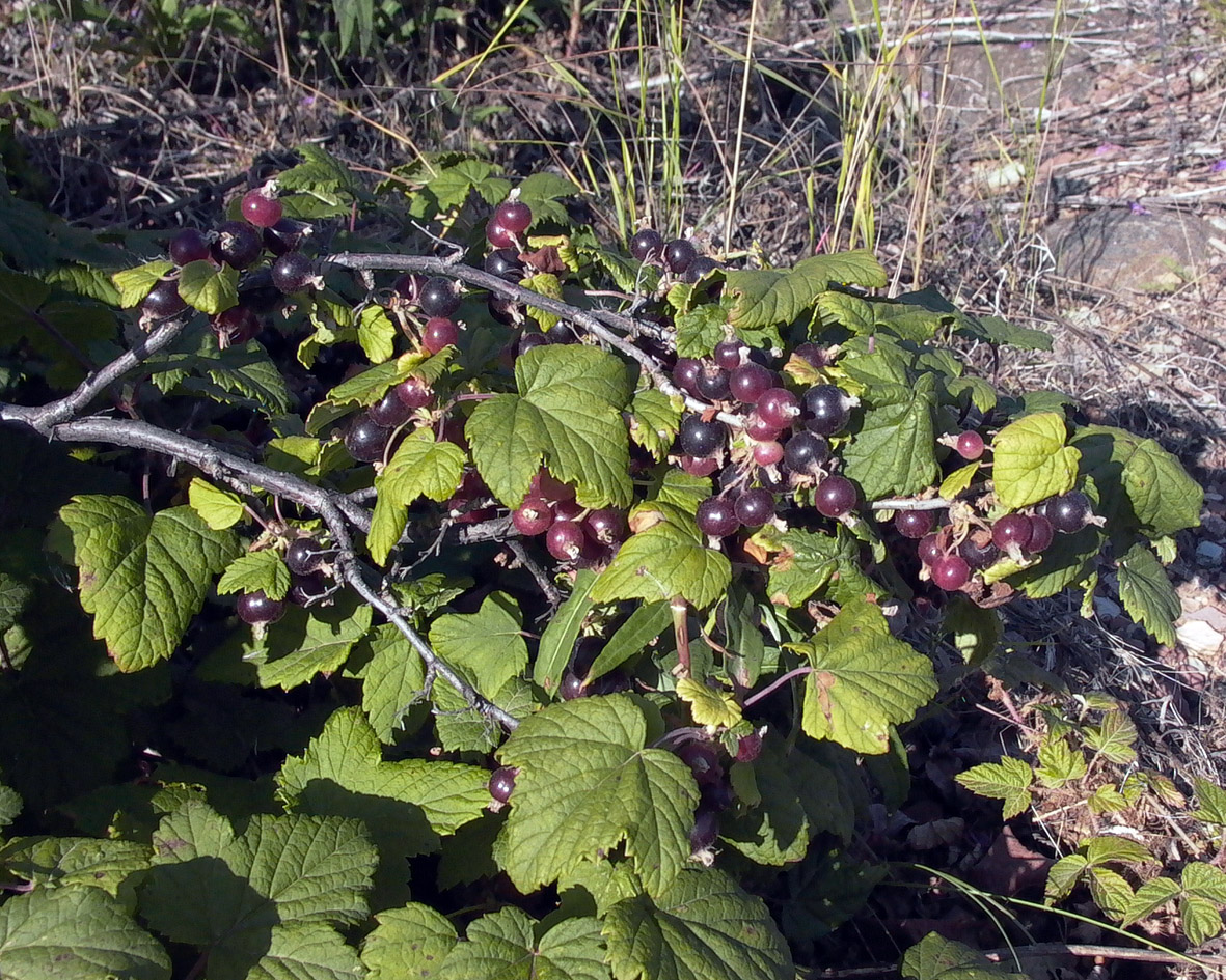 Image of Ribes nigrum specimen.