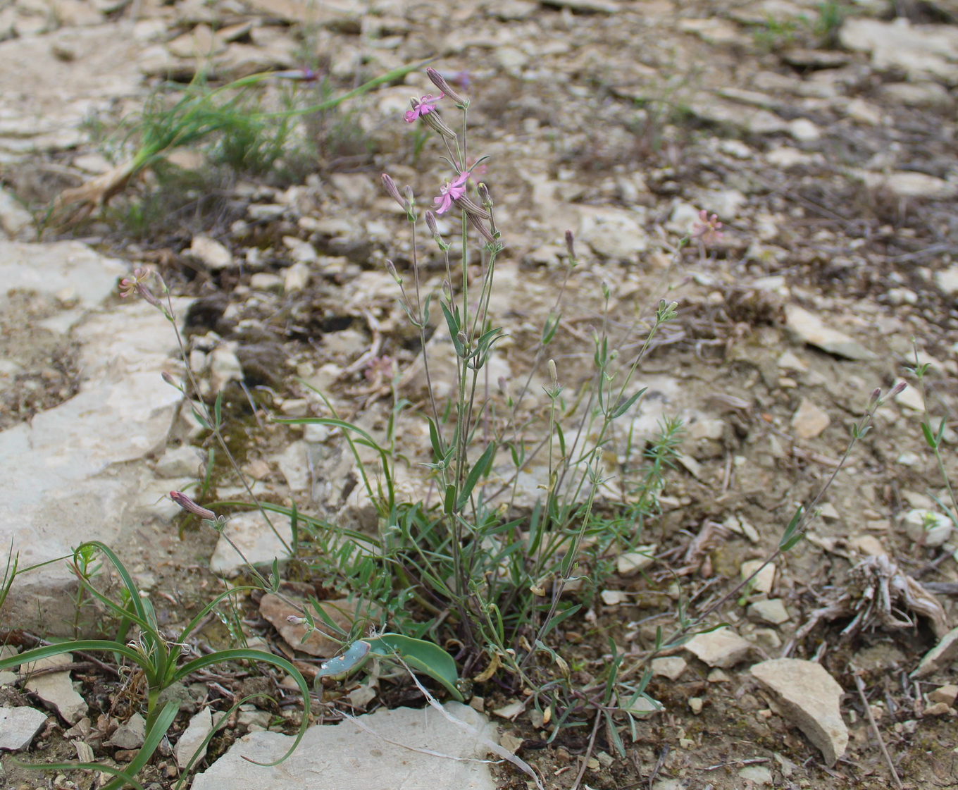 Image of Silene crispans specimen.