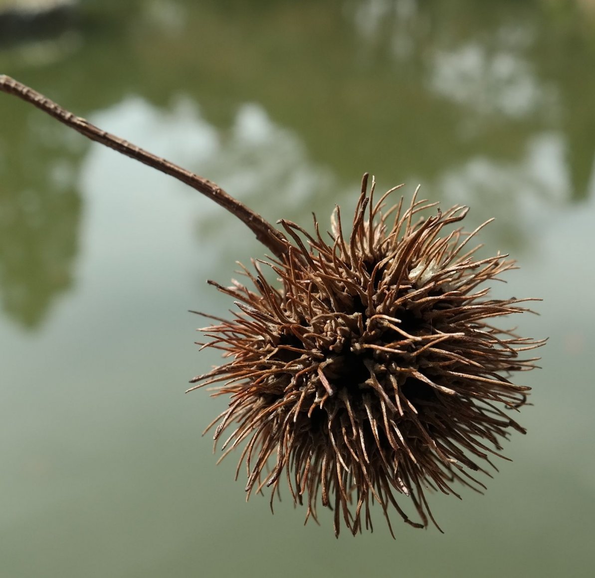 Изображение особи Liquidambar formosana.