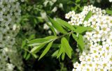 Spiraea &times; cinerea