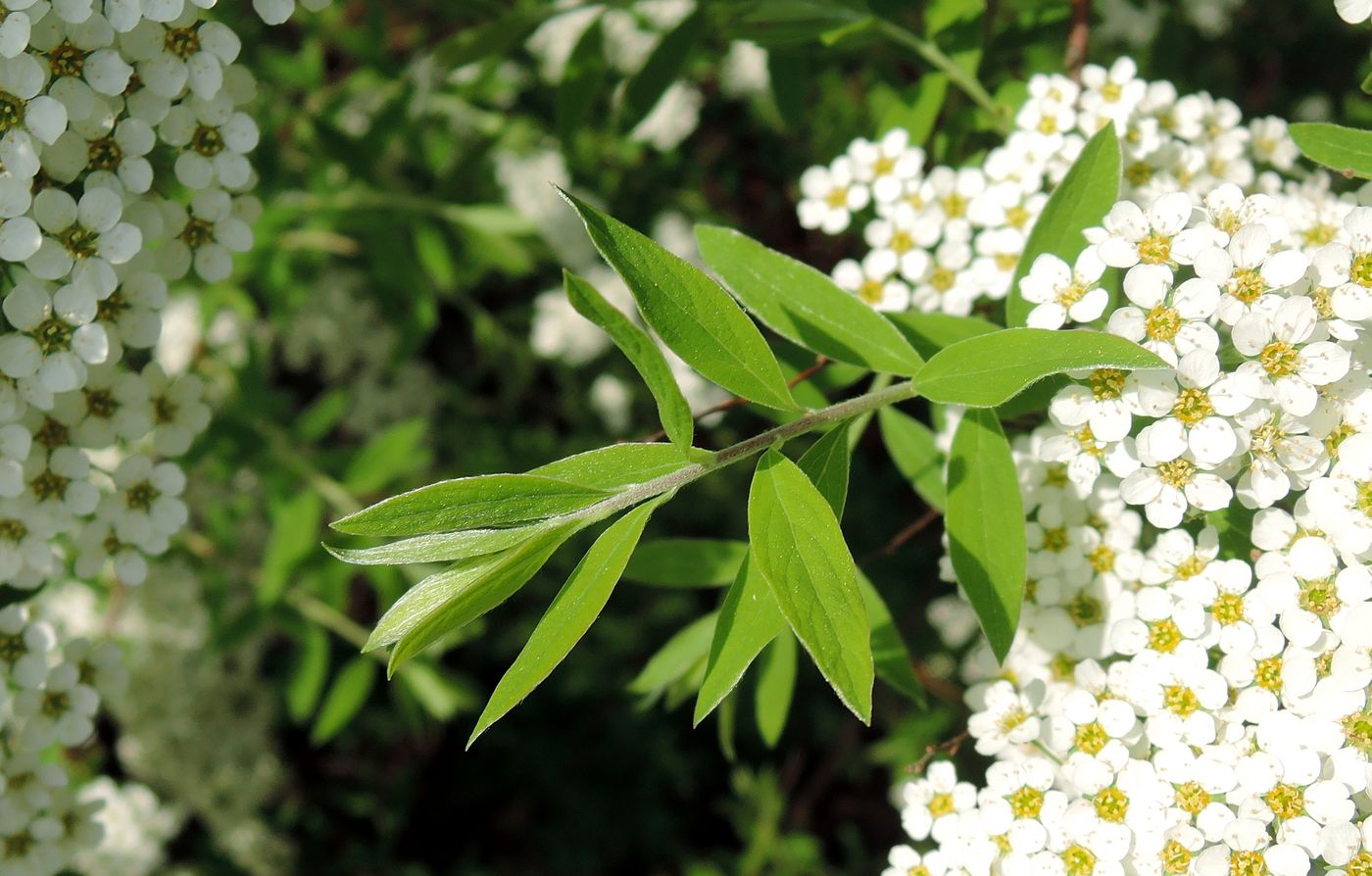 Image of Spiraea &times; cinerea specimen.