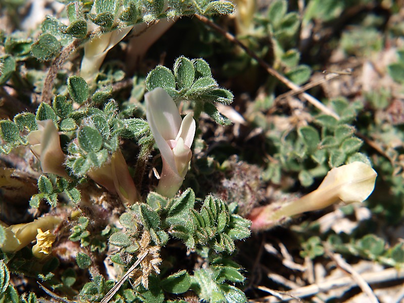 Изображение особи Astragalus humilis.