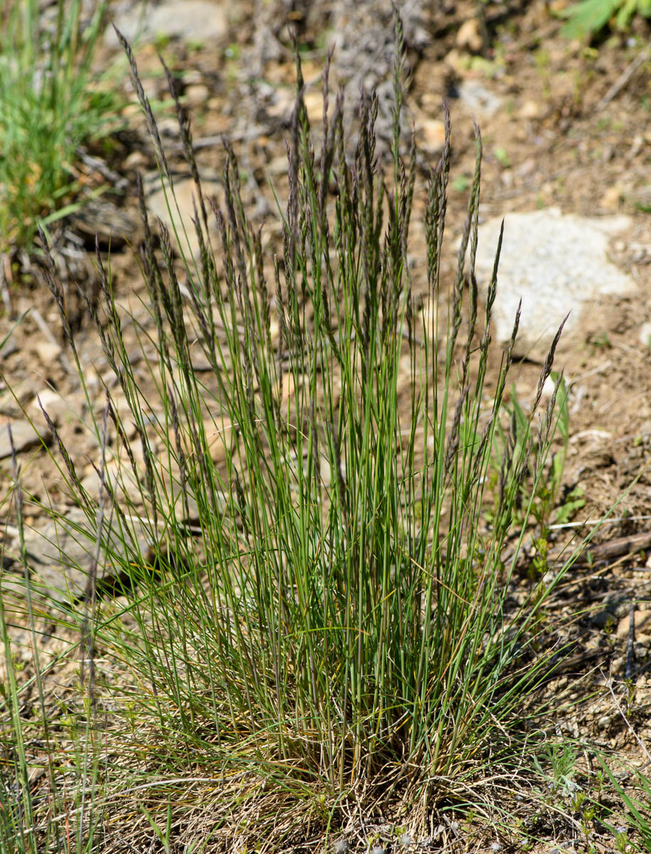 Image of Festuca valesiaca specimen.