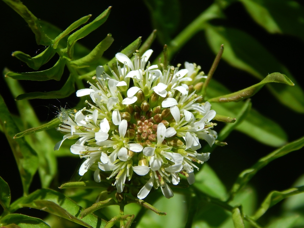 Image of Cardamine impatiens specimen.