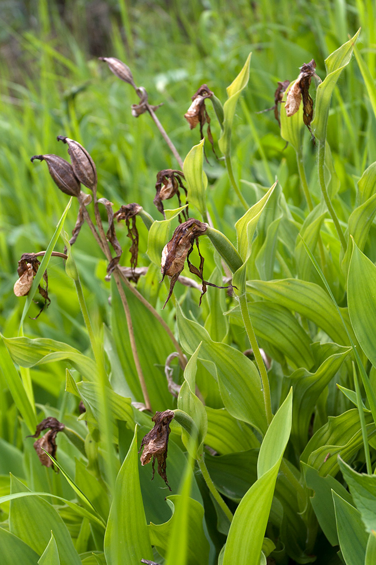 Изображение особи Cypripedium calceolus.