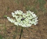 Image of taxon representative. Author is Александр Фатерыга
