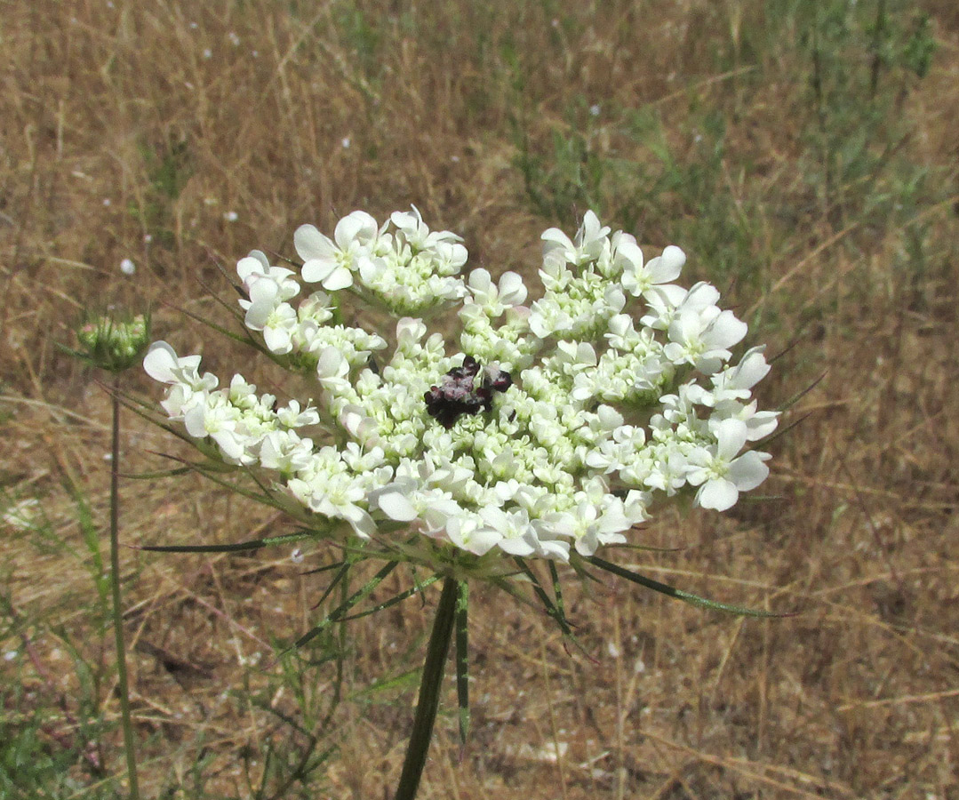 Изображение особи Daucus guttatus.