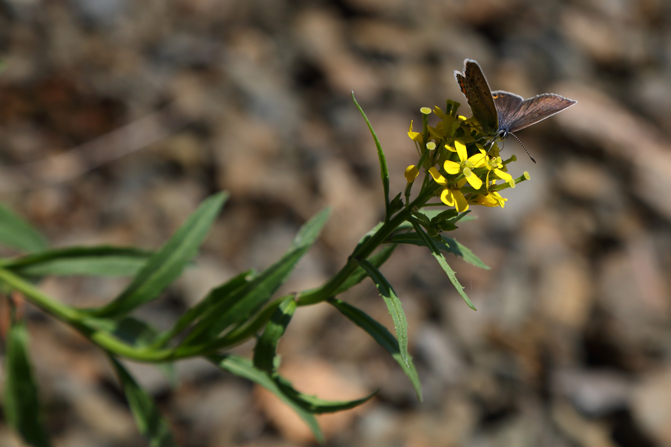 Изображение особи Erysimum cheiranthoides.