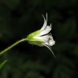 Stellaria nemorum