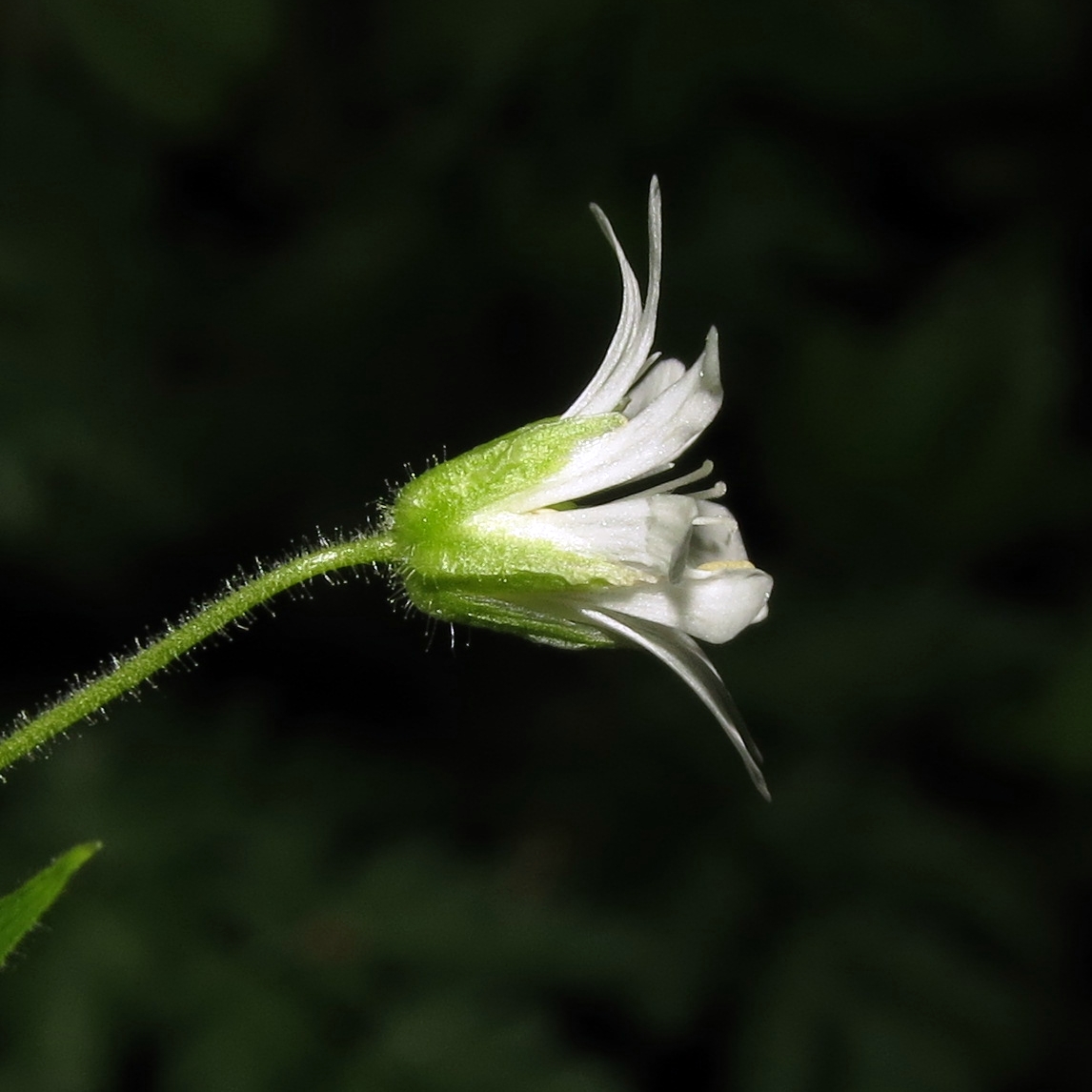 Изображение особи Stellaria nemorum.