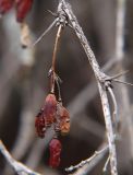 Berberis vulgaris. Прошлогодние плоды. Северная Осетия, Алагирское ущелье, Нарская котловина, окр. пос. Нар, склоны Бокового хребта, 1730 м н.у.м. 07.05.2010.