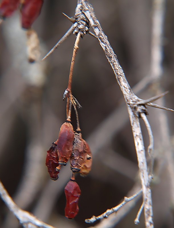 Image of Berberis vulgaris specimen.