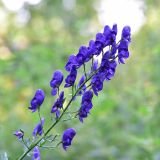 Aconitum × stoerkianum. Соцветие. Калужская обл., Жуковский р-н, заброшенная дер. Азарово, пустырь на южной окраине. 04.08.2018.